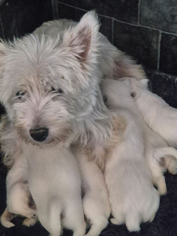 West highland white  terrier pups