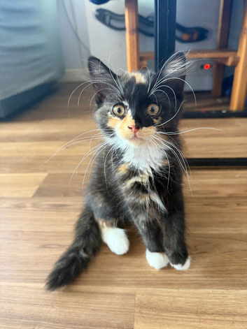 Fluffy girl remaining