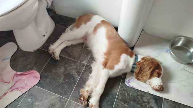 8 month old Cocker spaniel puppy