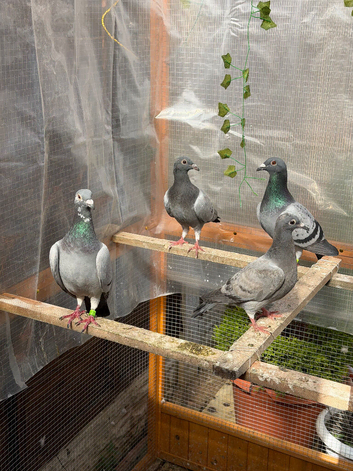 Racing Pigeons