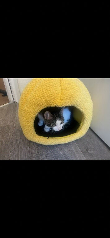 Needs rehoming
