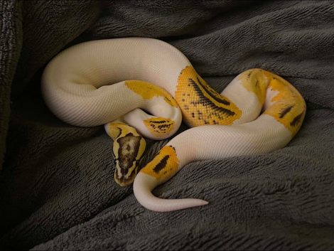 Fire,pastel,orange dream , pied male