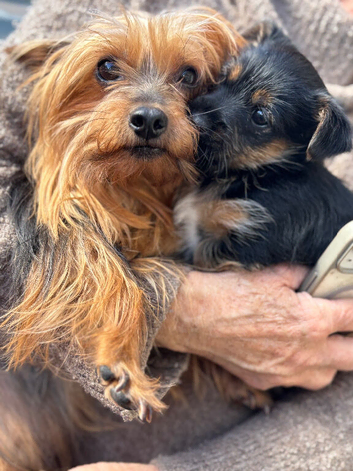 One boy Yorkie x Pom