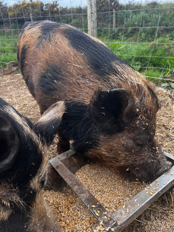 2 year old Kune Kune/Juliana intact boar