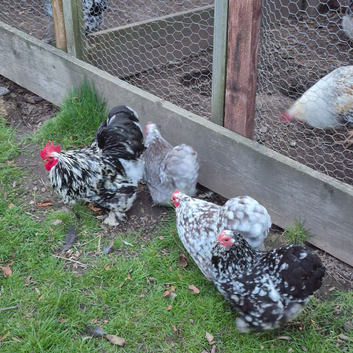 Black and Blue Mottled Pekin Hatching Eggs Eggs