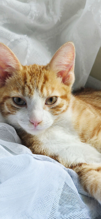 Ginger male available 3