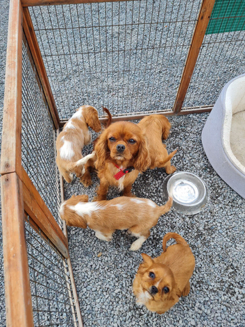 Exceptional quality cavalier spaniel puppies