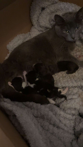 3 kittens left