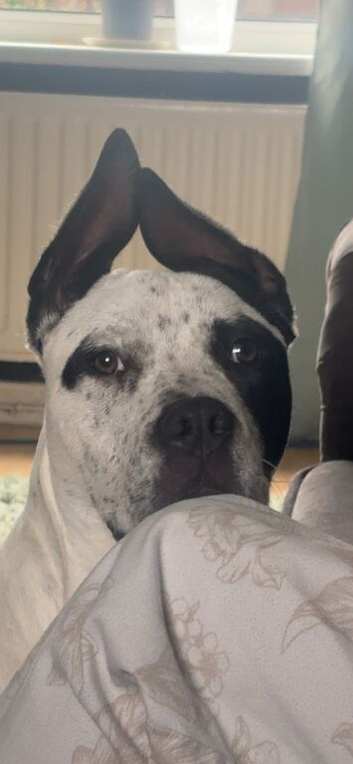 American bully x staffy