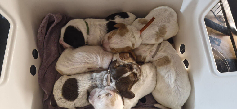 kc cocker pups