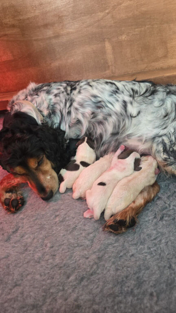 F1 rare rainbow roan cockapoos
