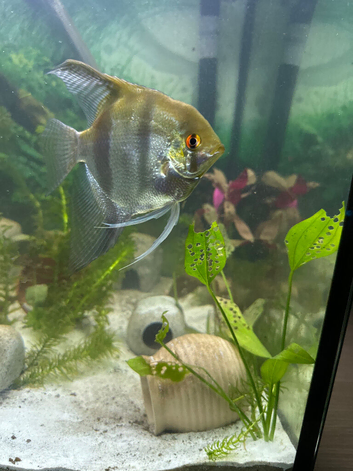 Large angel fish to rehome