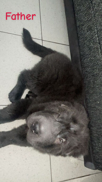 She is a lovely girl grey coat full shar pei