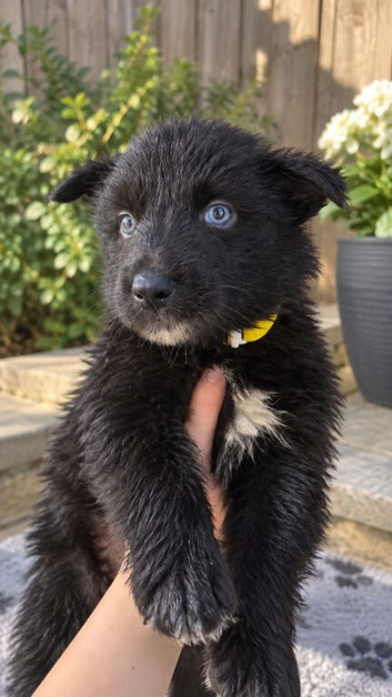 German shepherd x Siberian husky puppies