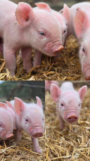 20 middle white piglets