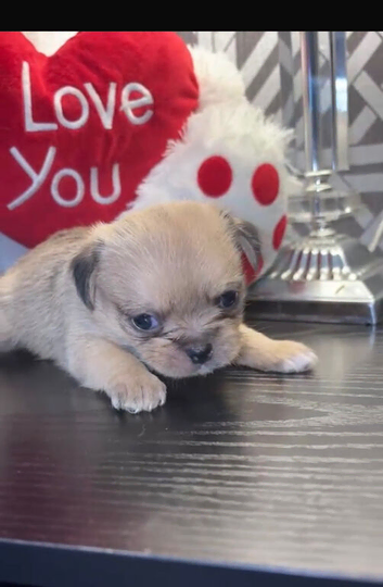 Brussels Griffon