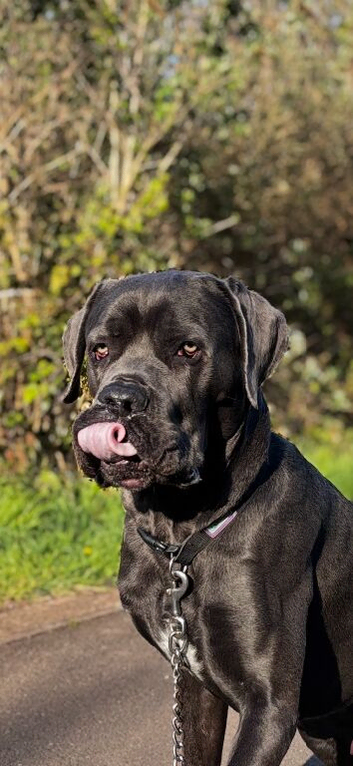 Blue Cane Corso Reggie