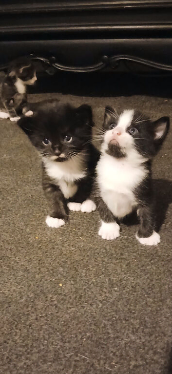 Kittens 7 september ready