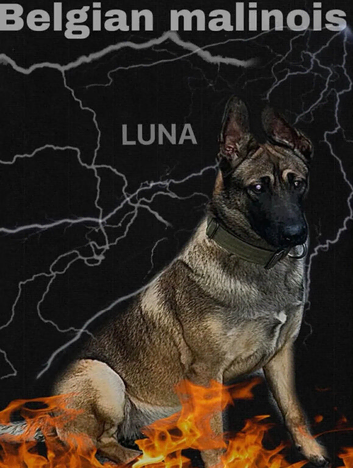 Belgian Malinois puppies for sale