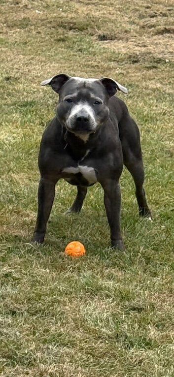 Dog for stud