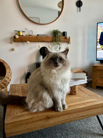 Beautiful 4yr old GCCF registered female Ragdoll