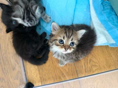 Ragdoll cross