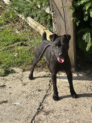 18 month old Patterdale Terrier