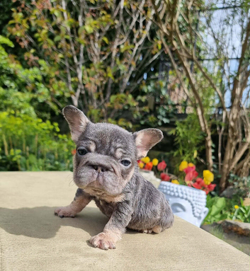 Beautiful frenchie bulldogs
