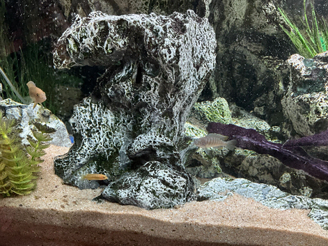 Chiclids
