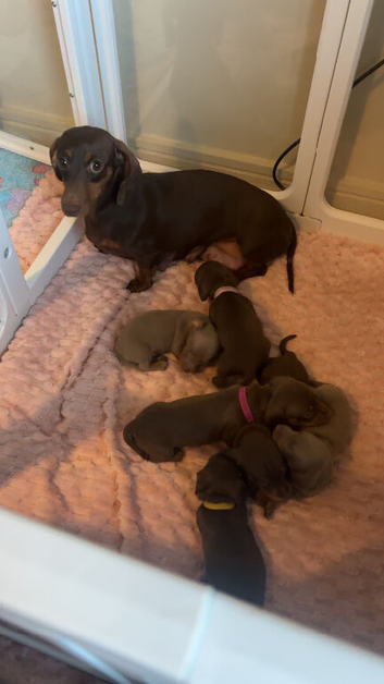 Stunning miniature daschaunds