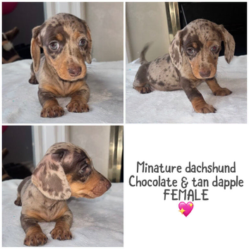 Kc registered Miniature dachshunds health clear