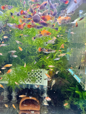 Beautiful small Platy, Guppy,shrimps &Bristlenose Pleco &ndash;from home Hobby Tank