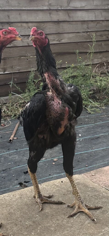 Shamo chicken