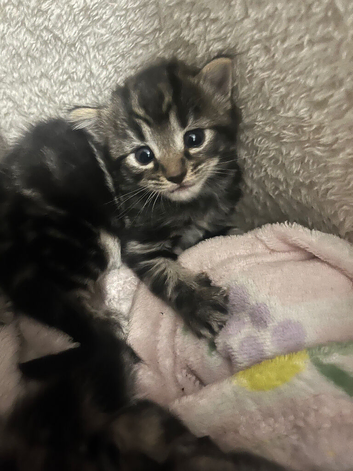 Stunning Bengal X kittens