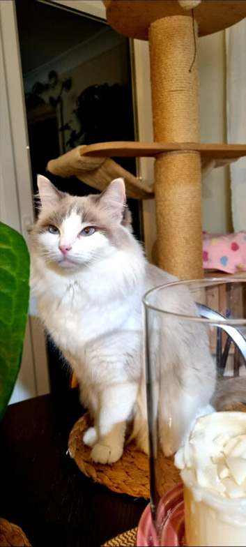 Fluffy Ragdoll kitten looking forever home
