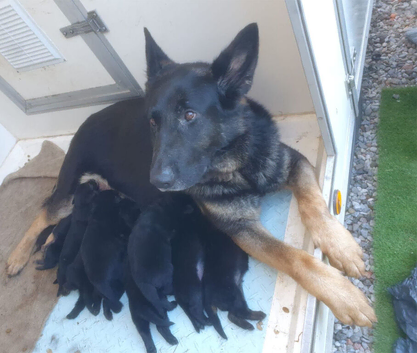Pure bred German shepherd puppies