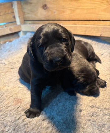 Beautiful Healthy Raised Black Labrador Retriever Puppies