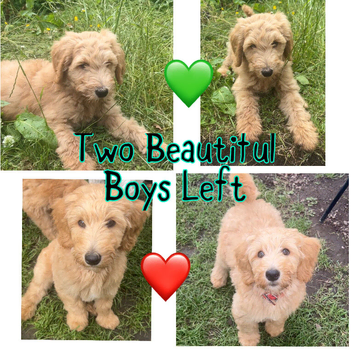 Medium Australian Labradoodle Puppies