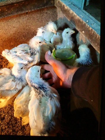 Light Brahma chicks off heat
