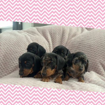 Miniature dachshund pups