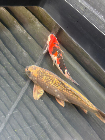 Koi fish for sale need home asap