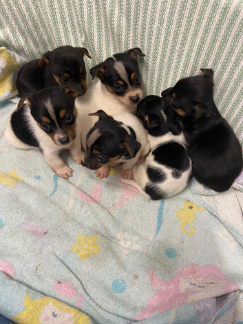 Jack Russell puppies