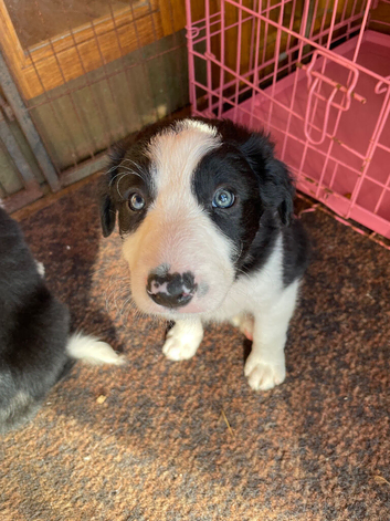 Collie pups for sale