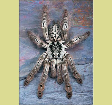 H Maculata (Togo Starburst)SOLD