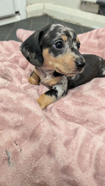 Two gorgeous dapple male miniature dachshunds for sale &pound;1300