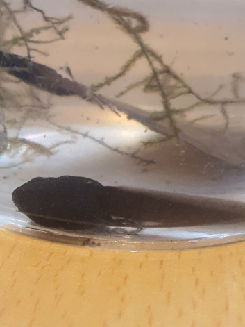 Black and green poison dart frog tadpoles