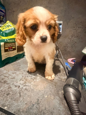 Beautiful Cavalier King Charles puppies