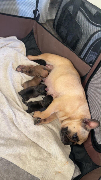 French Bulldog Puppies