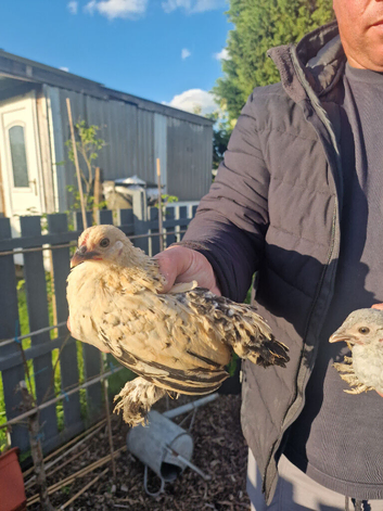 Sablepoot chickens available