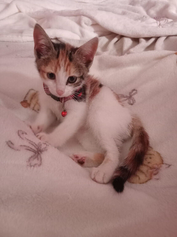 Kitten